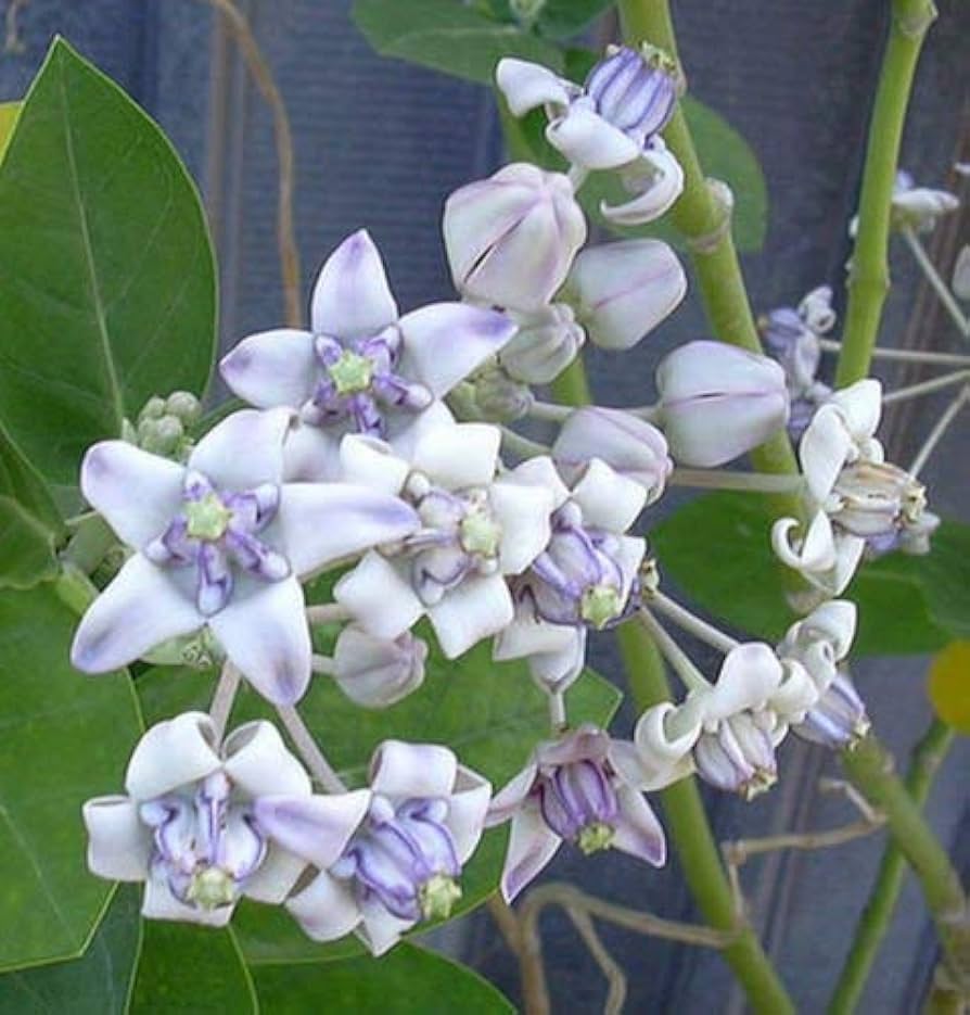Calotropis gigantea violet for butterfly garten