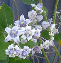 Calotropis gigantea violet for butterfly garten