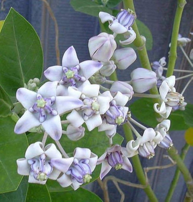Calotropis gigantea violet for butterfly garten
