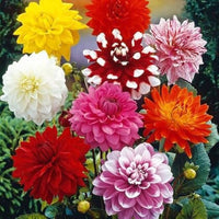 Sunny ring dahlia dahlia pinnata samen for anpflanzung in cottage garten