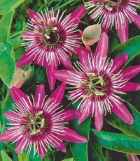 hell Rosa Weiß Passiflora Blumensamen zur Aussaat farbenfroh Schau Traditionssorte & ohne Gentechnik Samen Hausgarten