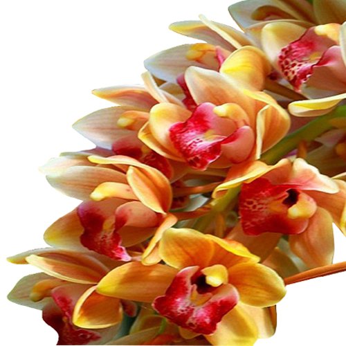 Multi Cymbidium Maxillaria Blumensamen zur Aussaat duftend Blüten Traditionssorte & ohne Gentechnik Samen Hausgarten