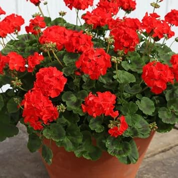 Geranium blume samen for anpflanzung long bloom season heirloom & gmo free samen for home garten 
 
 sale for anpflanzung in home garten