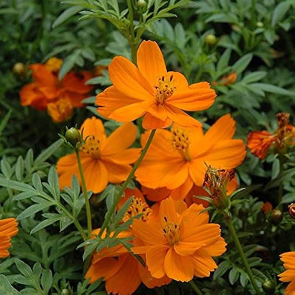 Cosmos cosmic orange blume samen for vibrant orange blooms