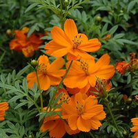 Cosmos cosmic orange blume samen for vibrant orange blooms