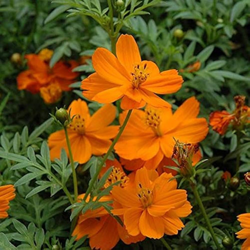 Cosmos cosmic orange blume samen for vibrant orange blooms