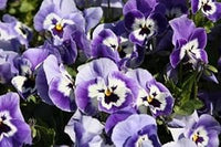 Joker light blau pansy samen for elegant blau blumen