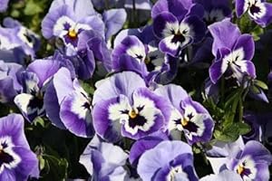 Joker light blau pansy samen for elegant blau blumen