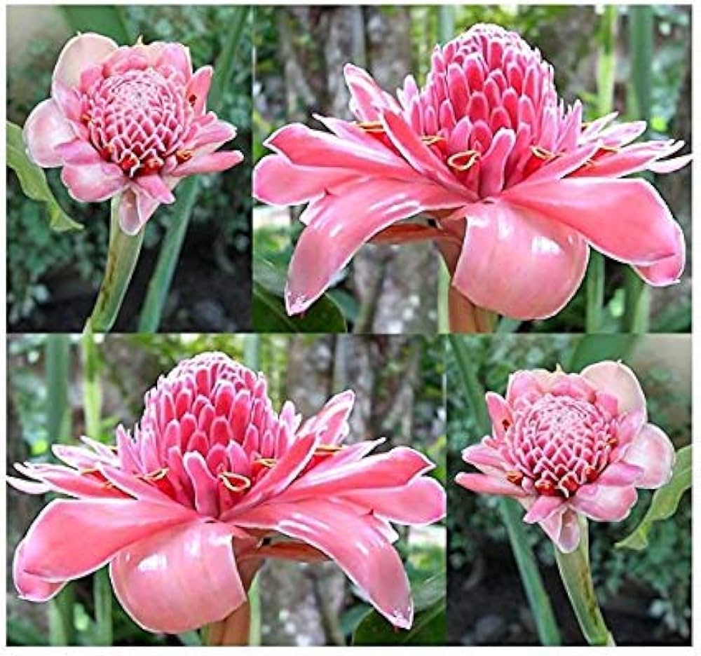 Rosa Torch Ginger Blumensamen zur Aussaat – Bestäuber freundlich – Traditionssorte & ohne Gentechnik Samen Hausgarten