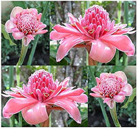 Rosa Torch Ginger Blumensamen zur Aussaat – Bestäuber freundlich – Traditionssorte & ohne Gentechnik Samen Hausgarten