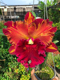Orchidee Orchidaceae Samen zur Aussaat Hausgarten