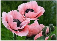 Rosa farbe poppy papaver spp for anpflanzung in blume bed