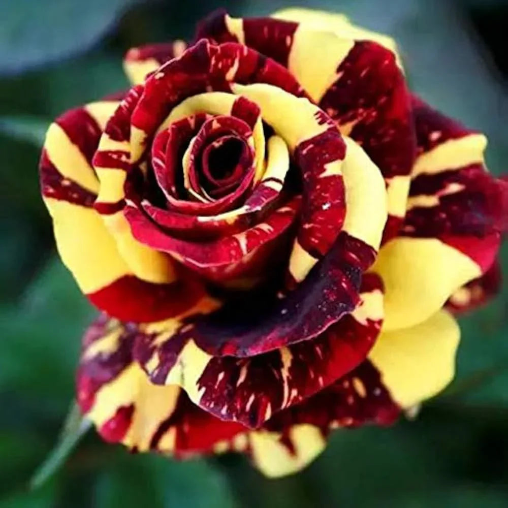 Gelb Kastanienrot Rose Blumensamen zur Aussaat Halbschatten verträglich Traditionssorte & ohne Gentechnik Samen Hausgarten