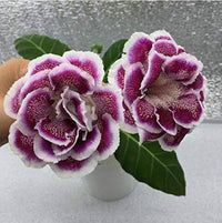 Gloxinia sinningia speciosa blume samen