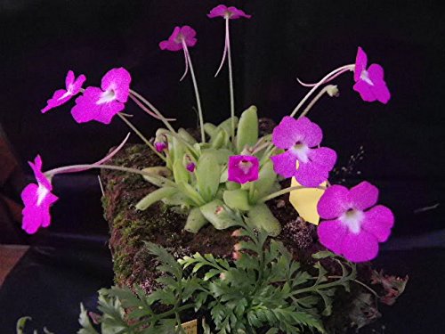 Mexican Butterwort Carnivorous Blumensamen zur Aussaat – robust Sorte – Traditionssorte & ohne Gentechnik Samen Hausgarten