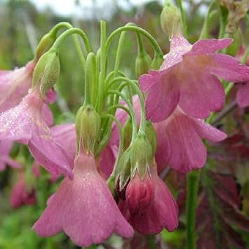 Primula waltonii blume samen for anpflanzung low maintenance heirloom & gmo free samen for home garten
 
 sale samen for home garten anpflanzung