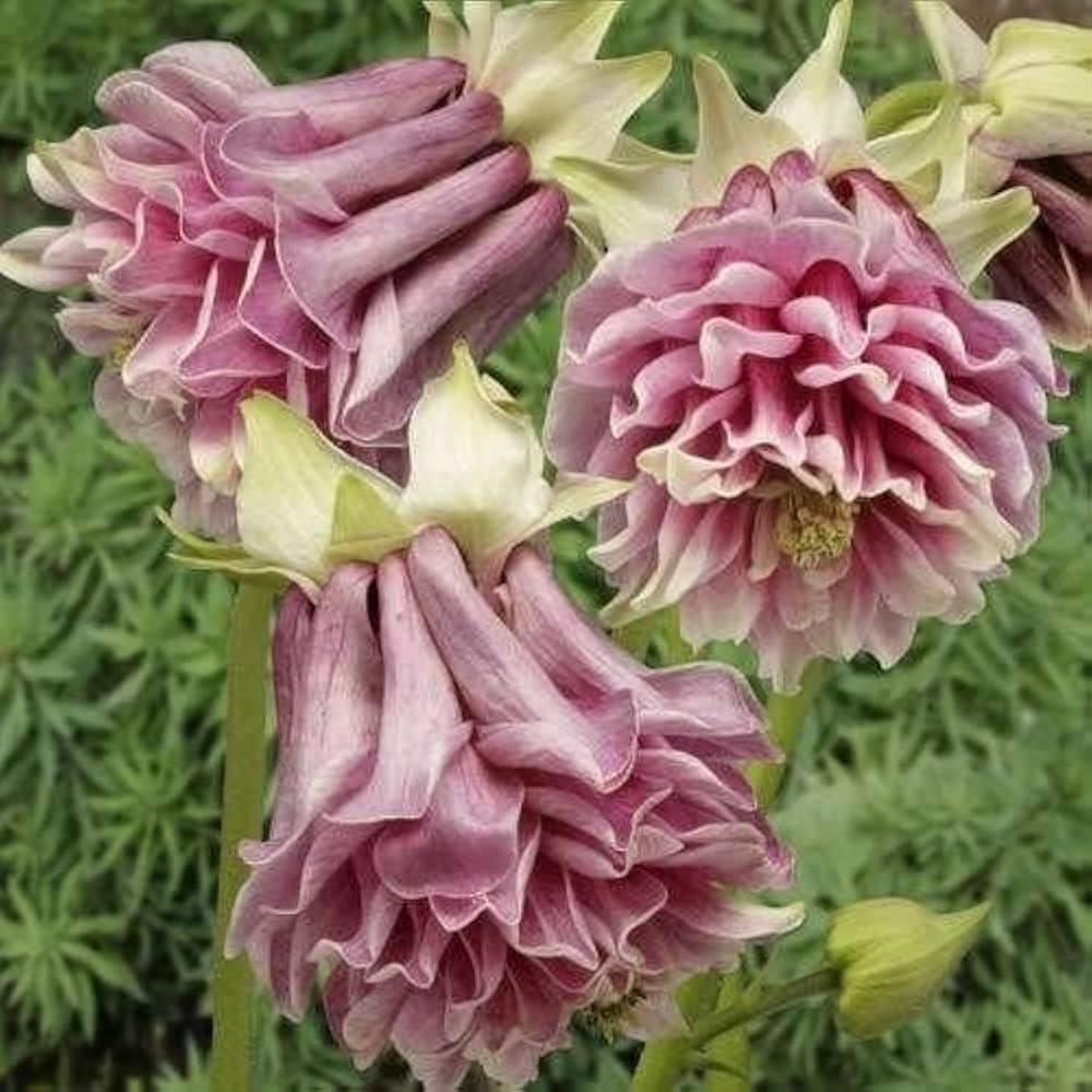 Akelei Samen zur Aussaat Hausgarten Blume Beet