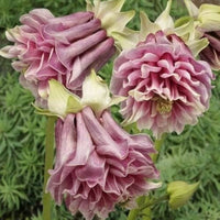Akelei Samen zur Aussaat Hausgarten Blume Beet