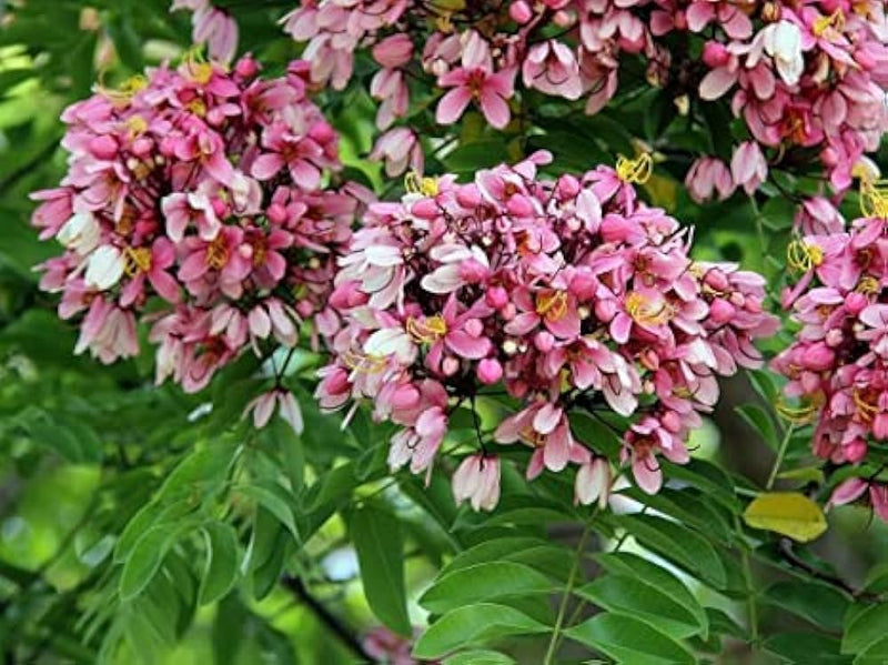 Eastern judas tree samen for hardy, rosa blooms