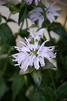 Monarda (monarda bradburiana) samen for anpflanzung in home garten
