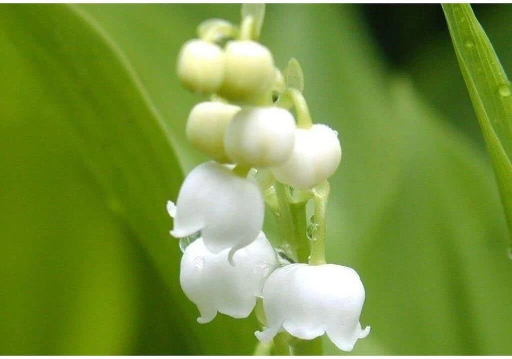Weiß Bell Orchidee Blumensamen hochwertige Qualitäts- Traditionssorte & ohne Gentechnik Samen Hausgarten