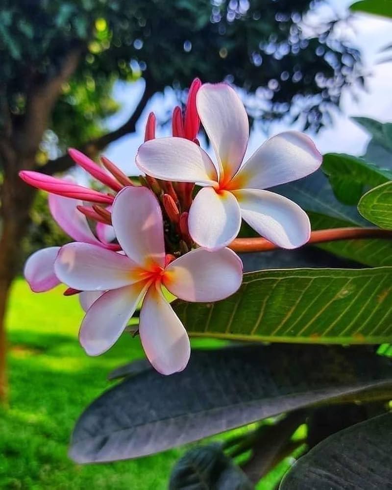 Pfirsichfarben Frangipani Blumensamen zur Aussaat