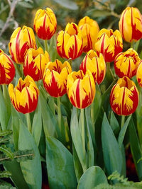 Rot Gelb Tulpe Blumensamen kompakt Wuchs Traditionssorte ohne Gentechnik biologisch Garten Samen zur Aussaat