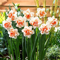 Daffodils blume samen anpflanzung weiß
