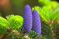 Lila abies koreana blume samen for anpflanzung - sun loving, heirloom & gmo free samen for home garten
 
 sale samen for anpflanzung in home garten