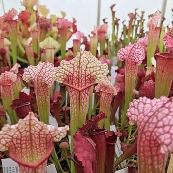 Sarracenia blume samen for anpflanzung - wildflower mix, heirloom & gmo free samen for home garten
 
 sale for anpflanzung in home garten