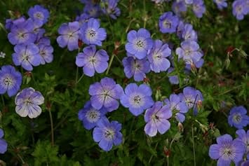 Geranium rozanne blume samen for anpflanzung - cottage garten essential, heirloom & gmo free samen for home garten
 
 sale for anpflanzung in home garten.