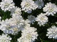 Weiß amara empress candytuft samen for elegant blumen