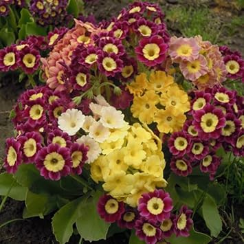 Aurikel blume samen for anpflanzung - vibrant colors, heirloom & gmo free samen for home garten
sale for anpflanzung in home garten