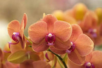 hell Orange Schmetterlingsorchidee Orchidee Blumensamen zur Aussaat hochwertige Qualitäts- Traditionssorte & ohne Gentechnik Samen Hausgarten