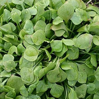 Grün claytonia blume samen for anpflanzung - cut blume favorite, heirloom & gmo free samen for home garten
 
 sale samen for home garten