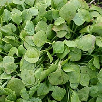 Grün claytonia blume samen for anpflanzung - cut blume favorite, heirloom & gmo free samen for home garten
 
 sale samen for home garten