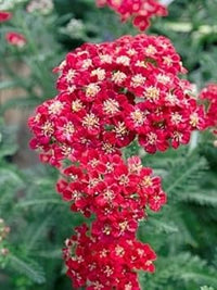 Rot yarrow blume samen for anpflanzung - cottage garten essential, heirloom & gmo free samen for home garten
 
 sale samen for anpflanzung in home garten