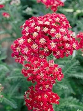 Rot yarrow blume samen for anpflanzung - cottage garten essential, heirloom & gmo free samen for home garten
 
 sale samen for anpflanzung in home garten