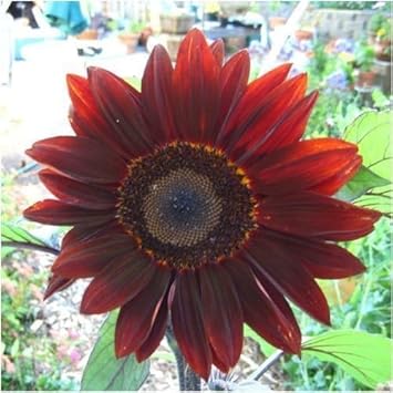 Rot moulin sunflower blume samen for anpflanzung - easy to grow, heirloom & gmo free samen for home garten
 
 sale samen for home garten