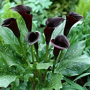 Schwarz calla blume samen for anpflanzung - pollinator friendly, heirloom & gmo free samen for home garten
 
 sale for anpflanzung in home garten.