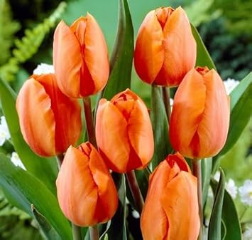 Orange phalaenopsis orchid blume samen for anpflanzung perfect for borders heirloom & gmo free samen for home garten
 
 sale for anpflanzung in home garten