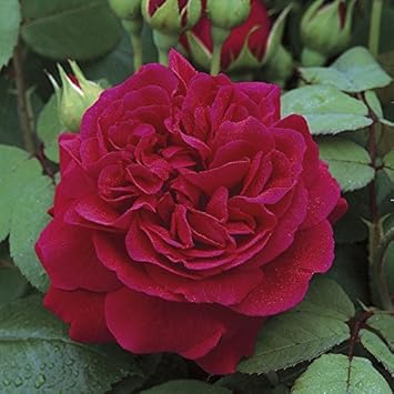 Dark rot climbing rose blume samen for anpflanzung - shade tolerant, heirloom & gmo free samen for home garten
 
 sale samen for anpflanzung in home garten