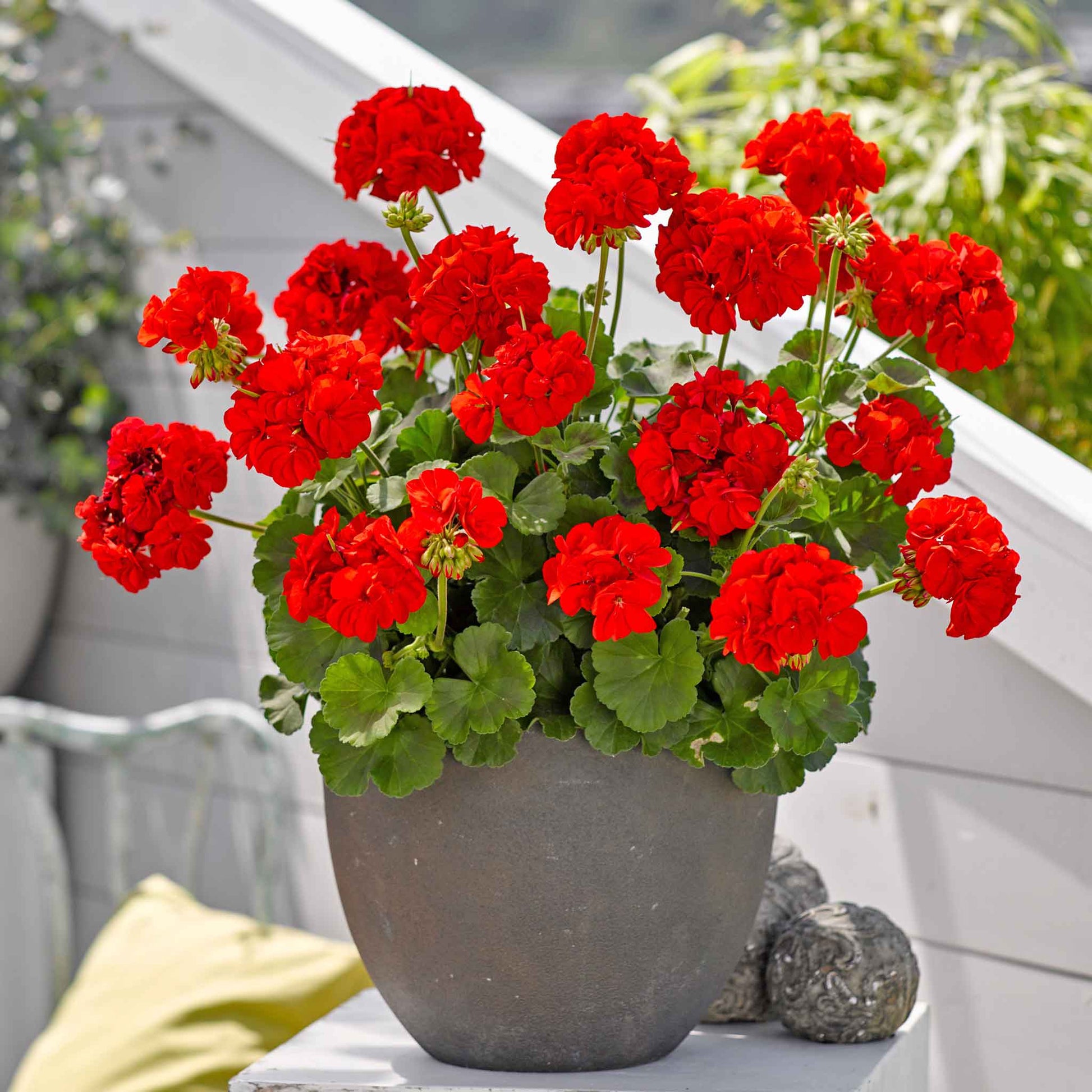 Rot Geranie Breakaway Blumensamen für eine farbenfrohe Aussaat