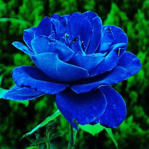 Midnight Supreme dunkel Blau Rose Blumensamen zur Aussaat – Bestäuber freundlich – Traditionssorte & ohne Gentechnik Samen Hausgarten
