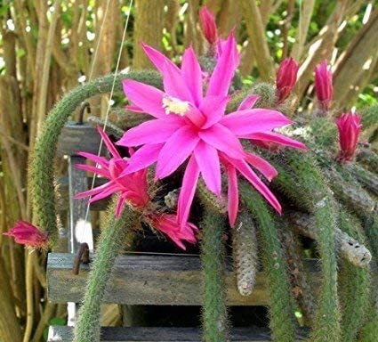 Aporocactus blume samen for anpflanzung - pollinator friendly, heirloom & gmo free samen for home garten
 
 sale samen for anpflanzung in home garten