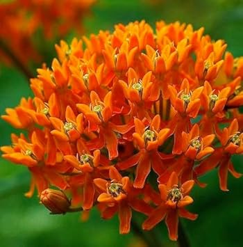 Asclepias blume samen for anpflanzung drought tolerant heirloom & gmo free samen for home garten 
 
 sale for anpflanzung in home garten