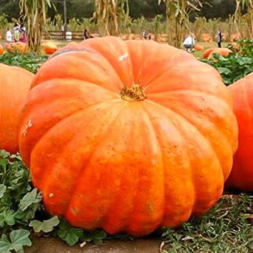 Riesige wallace whoppers pumpkin samen für aussaat gemüse samen