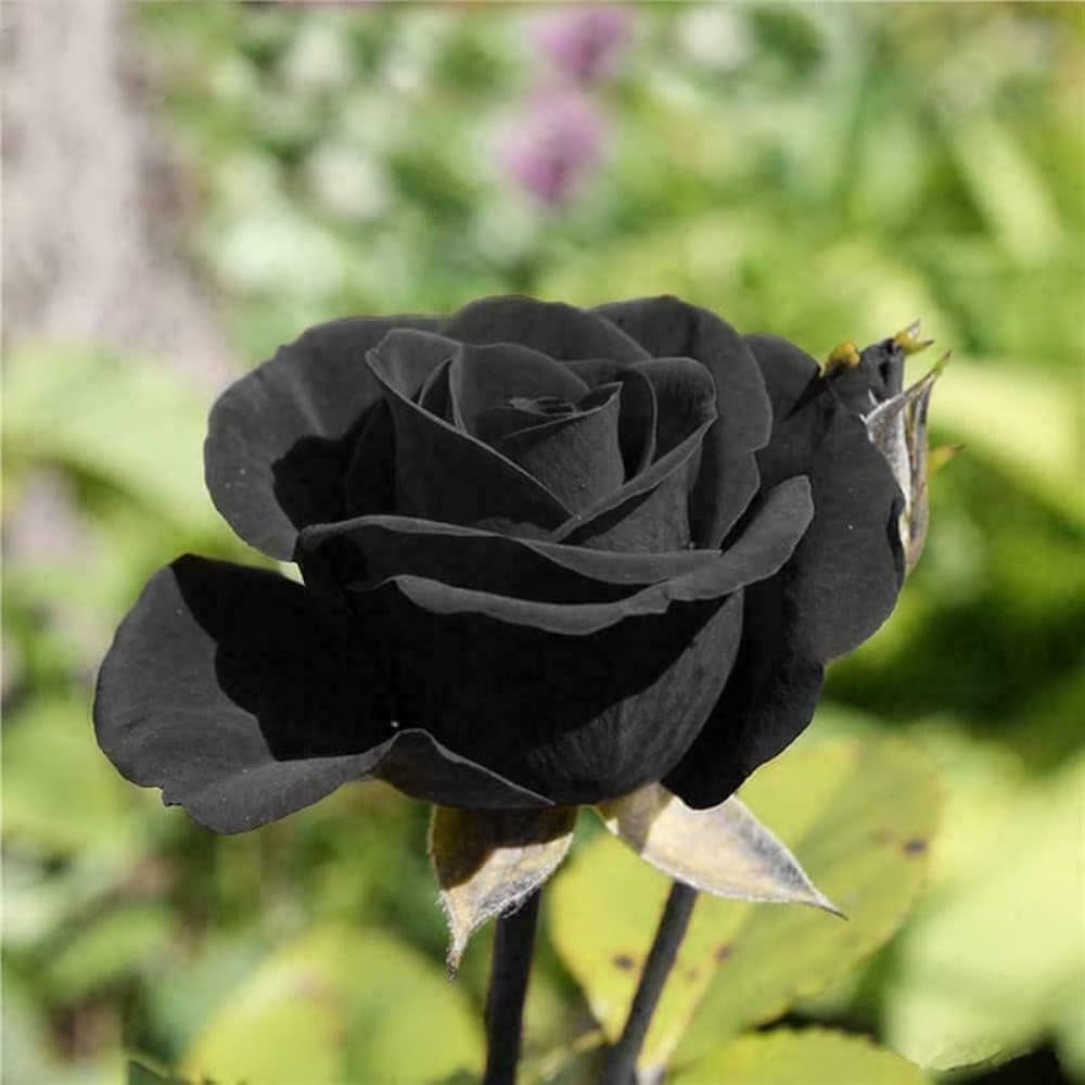 Rose Blume Schwarz Samen zur Aussaat Samen dunkel Blüten