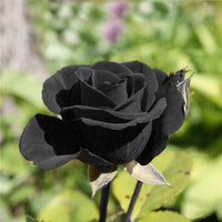 Rose Blume Schwarz Samen zur Aussaat Samen dunkel Blüten