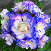 Blau Geranie Blumensamen Pelargonium spp. zur Aussaat Blume Border und Garten Beet